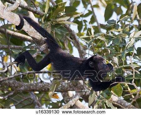 black howler monkey alouatta pigra lamanai walk View Large Photo Image Stock Image - black howler monkey alouatta pigra lamanai walk. Fotosearch