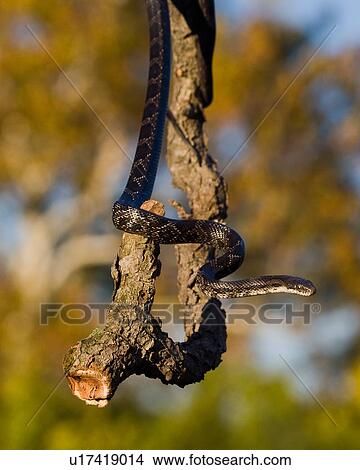 black rat snake elaphe obsoleta lord fairfax rat View Large Photo Image Picture - black rat snake elaphe obsoleta lord fairfax rat. Fotosearch