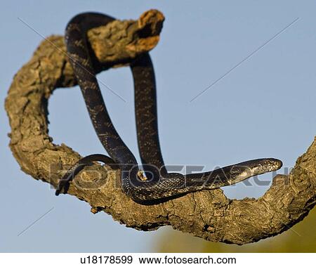 black rat snake elaphe obsoleta lord fairfax rat View Large Photo Image Stock Photo - black rat snake elaphe obsoleta lord fairfax rat. Fotosearch