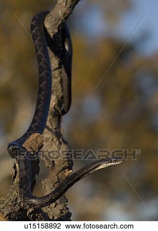 black rat snake elaphe obsoleta animals wildlife View Large Photo Image Stock Image - black rat snake elaphe obsoleta animals wildlife. Fotosearch