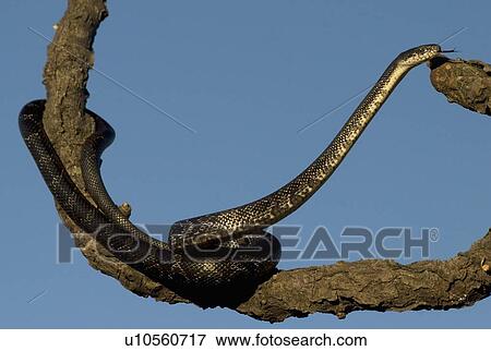 black rat snake elaphe obsoleta animals wildlife View Large Photo Image Stock Photo - black rat snake elaphe obsoleta animals wildlife. Fotosearch