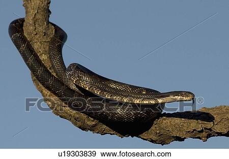 black rat snake elaphe obsoleta animals wildlife View Large Photo Image Stock Photo - black rat snake elaphe obsoleta animals wildlife. Fotosearch