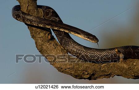 black rat snake elaphe obsoleta animals wildlife View Large Photo Image Stock Photograph - black rat snake elaphe obsoleta animals wildlife. Fotosearch