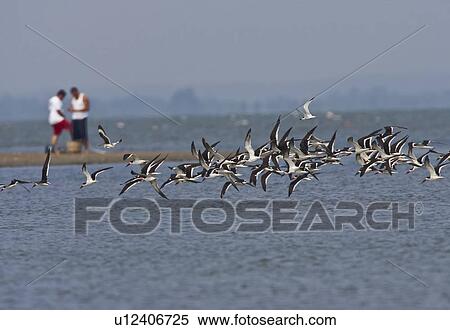 Stock Photography -  black skimmer rhychops niger va national refuge. Fotosearch
