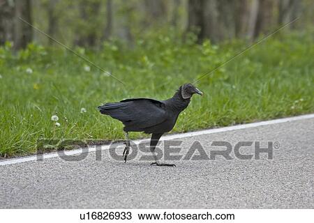 black vulture coragyps atratus shenandoah park View Large Photo Image Stock Image - black vulture coragyps atratus shenandoah park. Fotosearch