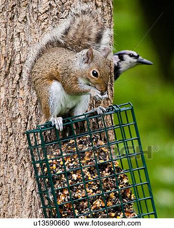 blue jay cyanocitta cristata gray squirrel clear View Large Photo Image Stock Image - blue jay cyanocitta cristata gray squirrel clear. Fotosearch