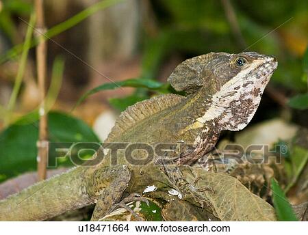 brown basilisk basiliscus vittatus lamanai brown View Large Photo Image Picture - brown basilisk basiliscus vittatus lamanai brown. Fotosearch