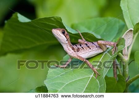 brown basilisk basiliscus vittatus lamanai brown View Large Photo Image Stock Image - brown basilisk basiliscus vittatus lamanai brown. Fotosearch