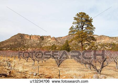 business home dixon apple orchard champagne new View Large Photo Image Stock Photograph - business home dixon apple orchard champagne new . Fotosearch