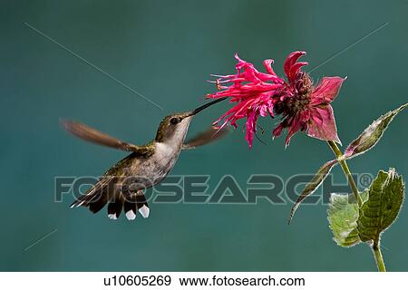 Stock Photo -  butterfly archilocus colubris male nectaring tea . Fotosearch