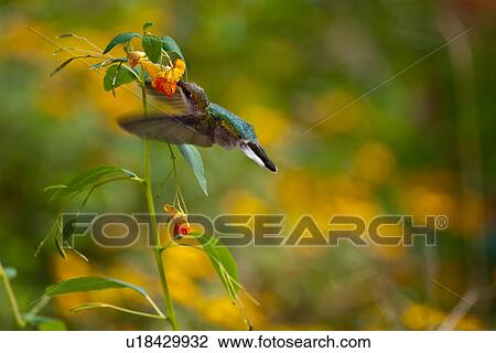 butterfly archilocus colubris va stephens city View Large Photo Image Stock Image - butterfly archilocus colubris va stephens city . Fotosearch