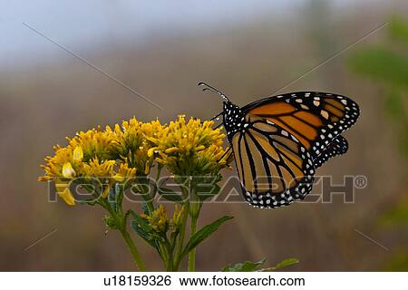 butterfly monarch danaus plexippus nectaring va View Large Photo Image Stock Photograph - butterfly monarch danaus plexippus nectaring va . Fotosearch