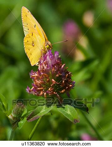 Stock Image -  butterfly orange sulphur colias eurytheme park . Fotosearch
