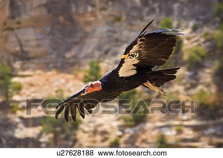 Stock Photo -  california condor gymnogyps grand canyon park. Fotosearch