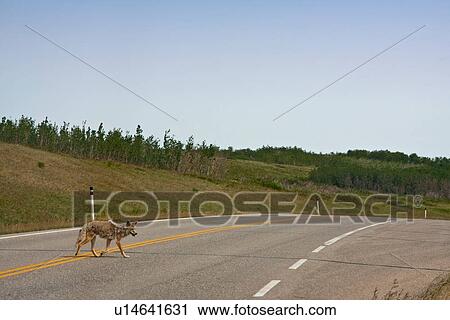 canidae carnivora coyote canis latrans middleton View Large Photo Image Stock Image - canidae carnivora coyote canis latrans middleton. Fotosearch