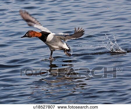Stock Photo -  canvasback aythya long wharf park cambridge md. Fotosearch