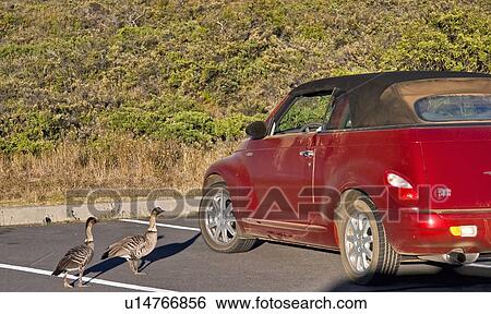 Stock Photograph -  car haleakala national park island maui hi car. Fotosearch