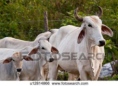 cattle indian church village belize central View Large Photo Image Stock Photograph - cattle indian church village belize central. Fotosearch