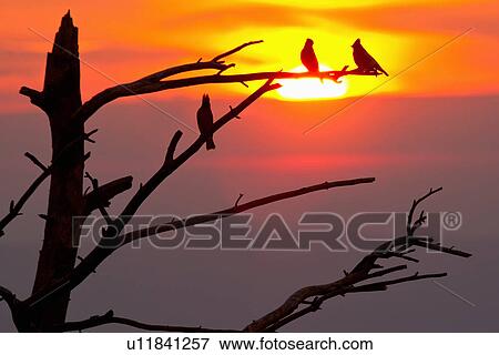 cedar waxwing cedrorum enjoying sunset national View Large Photo Image Stock Photo - cedar waxwing cedrorum enjoying sunset national. Fotosearch