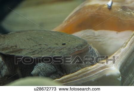 channeled whelk virginia national wildlife whelk View Large Photo Image Stock Image - channeled whelk virginia national wildlife whelk. Fotosearch