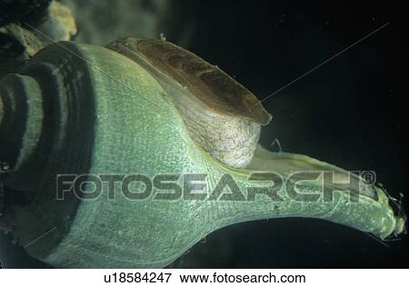 channeled whelk virginia national wildlife whelk View Large Photo Image Stock Photo - channeled whelk virginia national wildlife whelk. Fotosearch