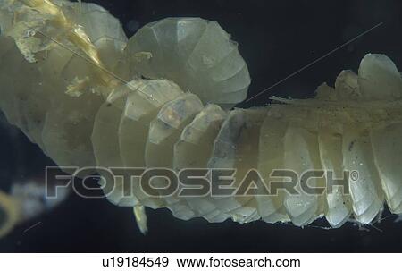 channeled whelk virginia national wildlife whelk View Large Photo Image Stock Photo - channeled whelk virginia national wildlife whelk. Fotosearch