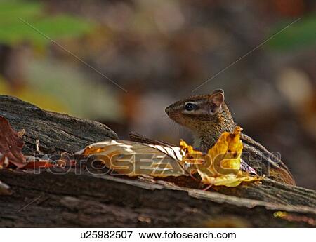 chipmunk shenandoah national park north america View Large Photo Image Stock Photo - chipmunk shenandoah national park north america. Fotosearch