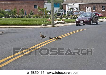 Stock Photography -  coastal tourist fishing town delmarva peninsula. Fotosearch