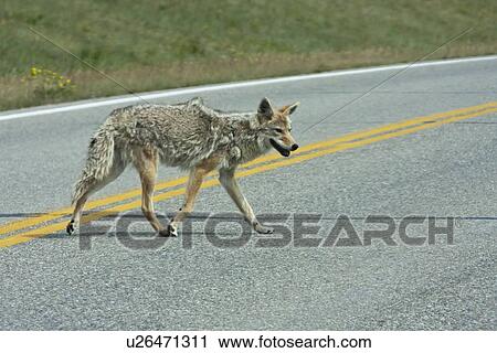coyote canis latrans lower waterton lake north View Large Photo Image Stock Image - coyote canis latrans lower waterton lake north. Fotosearch