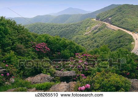 craggy dome gardens catawba purple blue ridge View Large Photo Image Stock Image - craggy dome gardens catawba purple blue ridge. Fotosearch