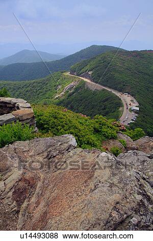 craggy dome gardens catawba purple blue ridge View Large Photo Image Stock Photo - craggy dome gardens catawba purple blue ridge. Fotosearch