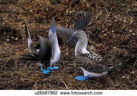 dance bluefooted booby sula nebouxi espanola View Large Photo Image Stock Image - dance bluefooted booby sula nebouxi espanola . Fotosearch