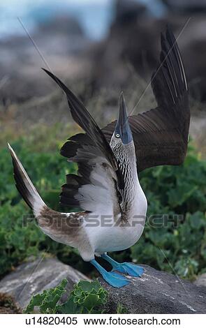 dance bluefooted booby sula nebouxi espanola View Large Photo Image Stock Photography - dance bluefooted booby sula nebouxi espanola . Fotosearch