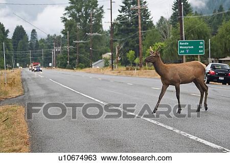 deer crossing road mount mt. rainier national View Large Photo Image Stock Image -  deer crossing road mount mt. rainier national. Fotosearch