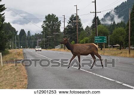 deer crossing road mount mt. rainier national View Large Photo Image Stock Image - deer crossing road mount mt. rainier national. Fotosearch