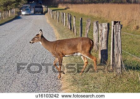 deer great smoky mountain national park gsmnp tn View Large Photo Image Stock Image -  deer great smoky mountain national park gsmnp tn. Fotosearch