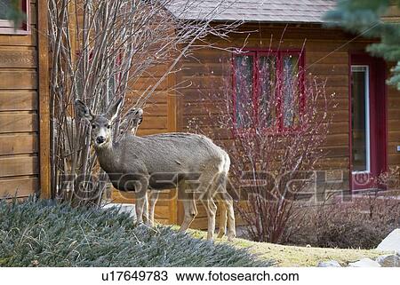 deer in yard rocky mountain national park usa in View Large Photo Image Stock Image - deer in yard rocky mountain national park usa in. Fotosearch