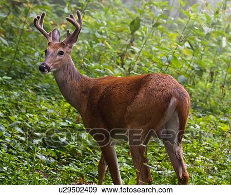 deer odocoileus buck shenandoah national park va View Large Photo Image Stock Photo - deer odocoileus buck shenandoah national park va. Fotosearch
