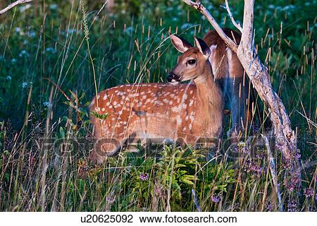 Stock Image -  deer odocoileus fawn shenandoah national park. Fotosearch