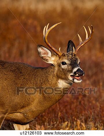 deer odocoileus shenandoah national park View Large Photo Image Stock Image - deer odocoileus shenandoah national park. Fotosearch