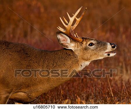 deer odocoileus shenandoah national park View Large Photo Image Stock Image - deer odocoileus shenandoah national park . Fotosearch