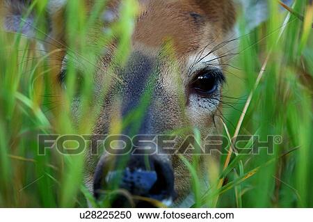 deer odocoileus shenandoah national park View Large Photo Image Stock Image - deer odocoileus shenandoah national park . Fotosearch
