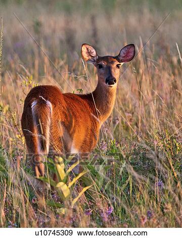 deer odocoileus shenandoah national park View Large Photo Image Stock Photo - deer odocoileus shenandoah national park . Fotosearch