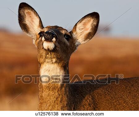 deer odocoileus shenandoah national park View Large Photo Image Stock Photo - deer odocoileus shenandoah national park . Fotosearch