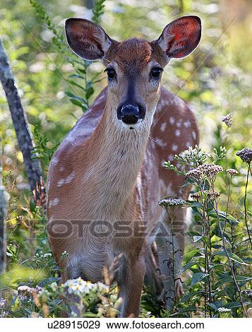 deer odocoileus shenandoah national park big View Large Photo Image Stock Photo - deer odocoileus shenandoah national park big . Fotosearch