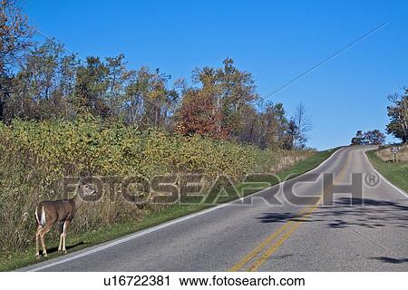 deer shenandoah national park virginia north us View Large Photo Image Stock Image - deer shenandoah national park virginia north us. Fotosearch