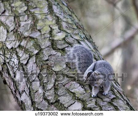 Stock Image -  delmarva fox squirrel sciurus niger cinereus fox. Fotosearch