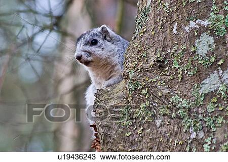 delmarva fox squirrel sciurus niger cinereus fox View Large Photo Image Stock Image - delmarva fox squirrel sciurus niger cinereus fox. Fotosearch