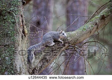 delmarva fox squirrel sciurus niger cinereus fox View Large Photo Image Stock Photography - delmarva fox squirrel sciurus niger cinereus fox. Fotosearch