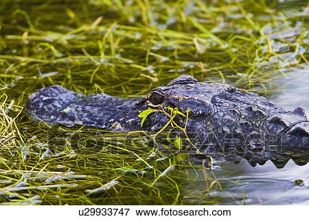 design alligators alligator north america united View Large Photo Image Stock Photo - design alligators alligator north america united . Fotosearch